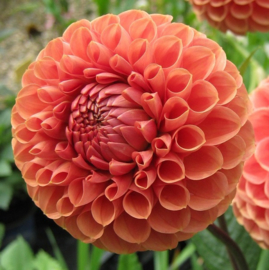 Dahlia 'Cornel Bronze'