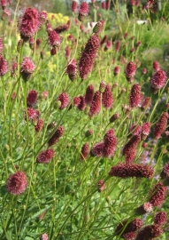 Sanguisorba 'Sangria'