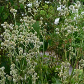 Eryngium paniculatum