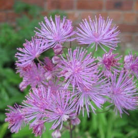 Thalictrum aquilegifolium