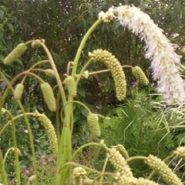 Sanguisorba tenuifolia 'Alba'