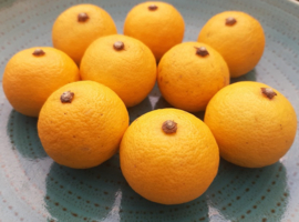 Citrus sudachi