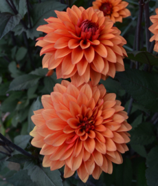 Dahlia 'Statue of Orange'