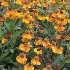 Helenium 'Sahin's Early Flowerer'