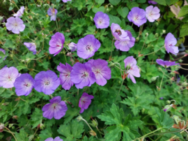 Geranium 'Azure Rush' ®