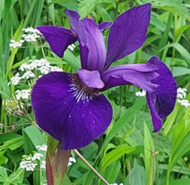 Iris  sibirica donkerpaars