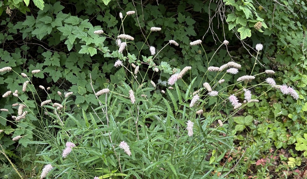 Sanguisorba parviflora 'Alba'