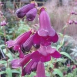 Penstemon 'Raven'