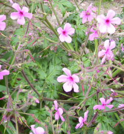 Geranium palmatum