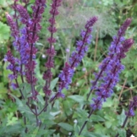 Salvia nemorosa 'Caradonna'