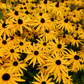 Rudbeckia fulgida var. sullivantii 'Goldsturm'