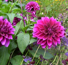 Dahlia 'Thomas A. Edison'