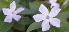 Vinca difformis