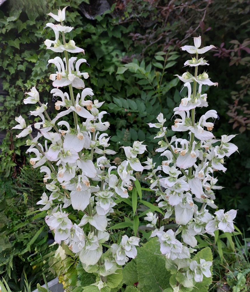 Salvia sclarea var. turkestaniana 'Vatican White'