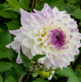 Dahlia 'Hapet Blue Eyes'