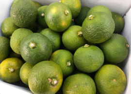 Citrus sudachi
