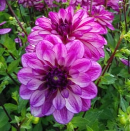 Dahlia & Salvia border, 4.5m2