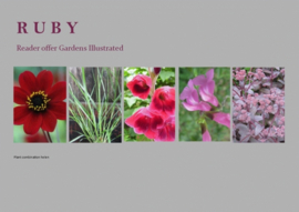 'Borderpakket 'Ruby'