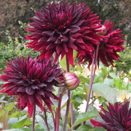 Dahlia 'Black Jack'