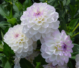Dahlia 'Eveline'
