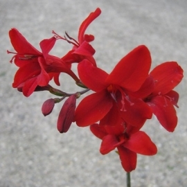 Crocosmia 'Hellfire'