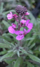 Erysimum 'Bowles Mauve'