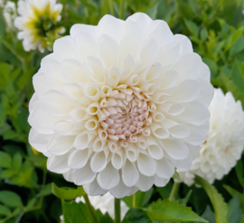 Dahlia 'Boom Boom White'