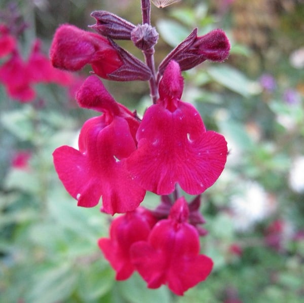 Salvia microphylla 'Dyson's Crimson'