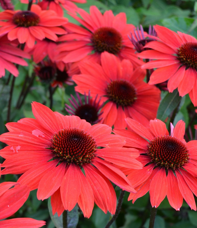 Rode bloemen | Ferdinandushof bijzondere tuinplanten &