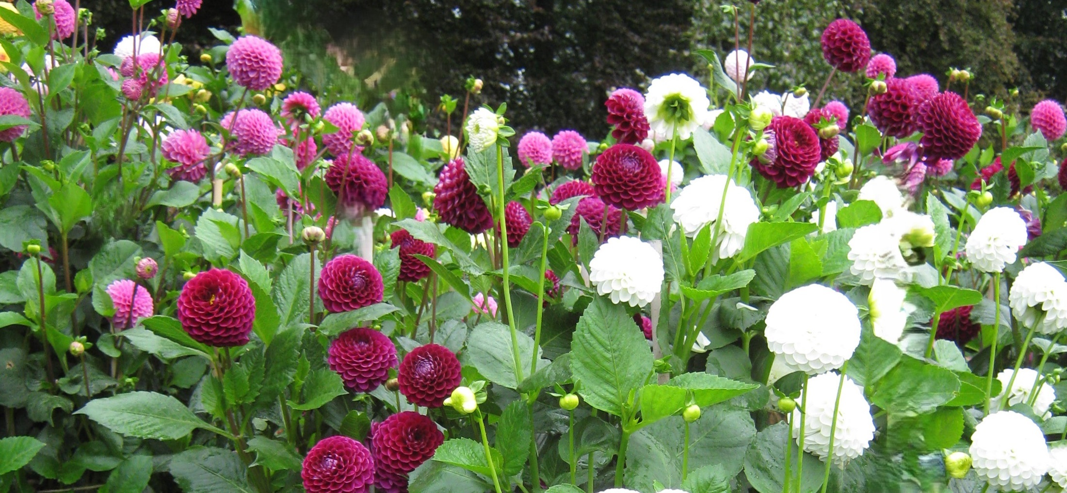Dahlias