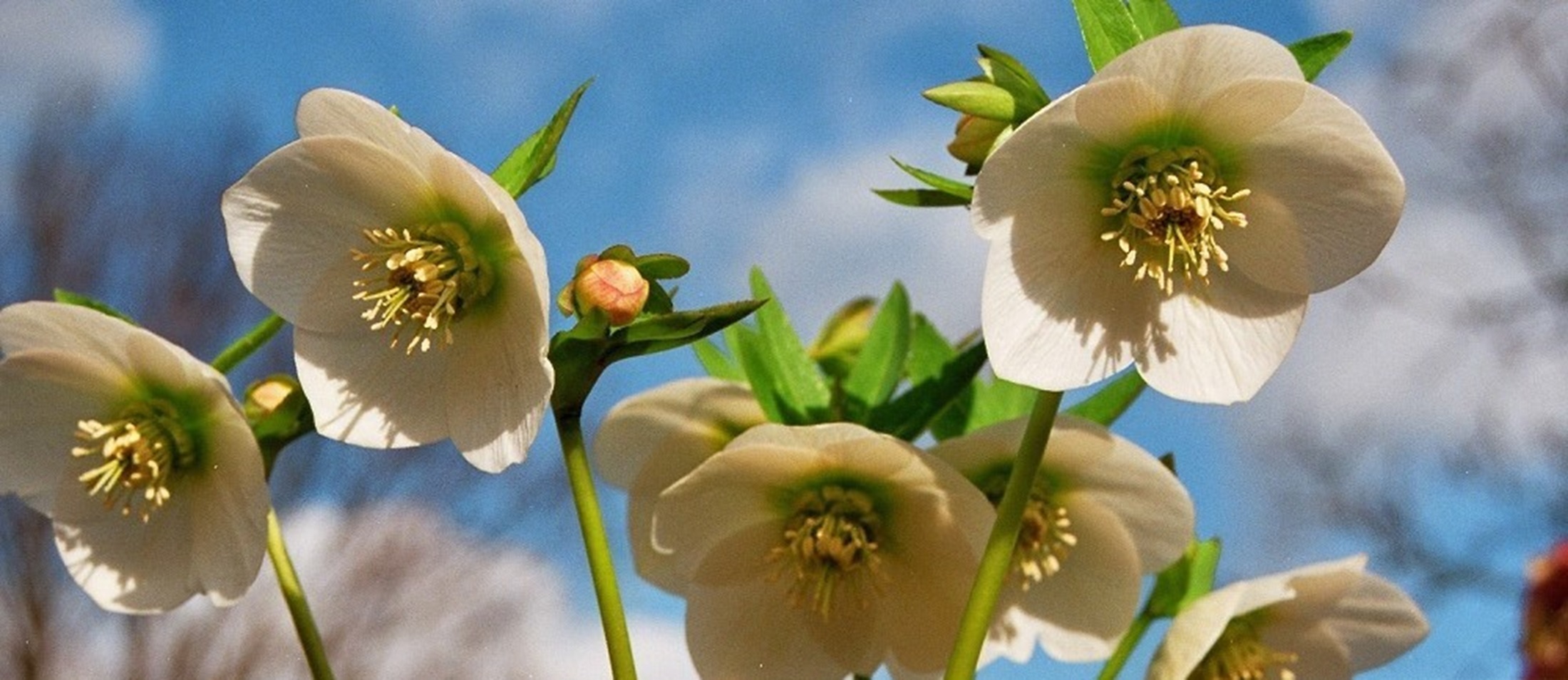 Helleborus orientalis