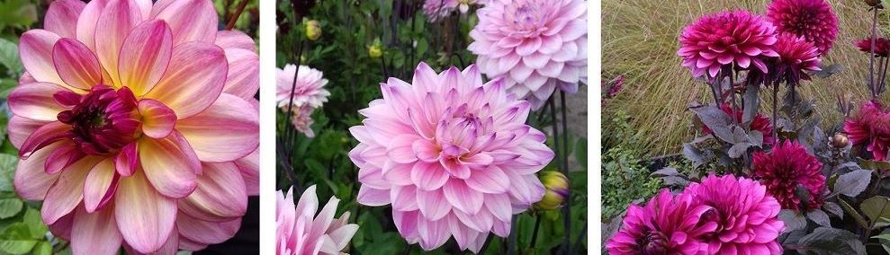 Dahlia