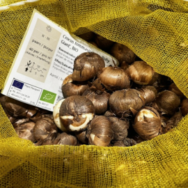 Biologische Krokus bollen (Boerenkrokus) zakje 5st.