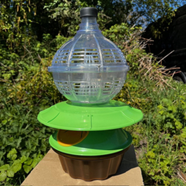 Aziatische hoornaarval groot