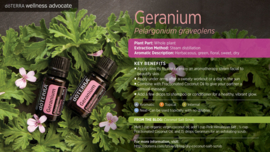 Geranium - 15 ml