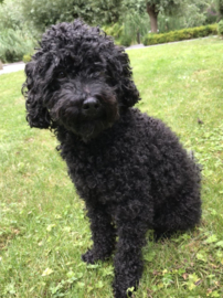 Bioresonantie Dieren Consult