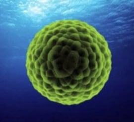 ZEN-Ocean (Marine Phytoplankton) 50gr poeder