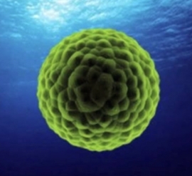 ZEN-Ocean (Marine Phytoplankton) 200gr capsules a 500 mg