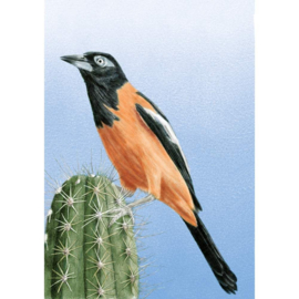 NEDERLANDSE VOGELS BIRDS BONAIRE  ++ D ( C)