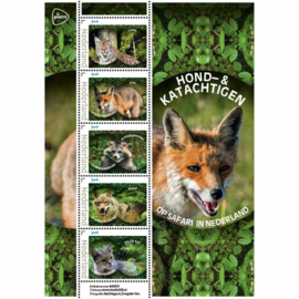 OP SAFARI IN NEDERLAND HOND KATACHTIGEN  ++ D(B) 208