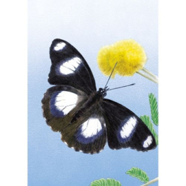 2024 BELEEF DE NATUUR BONAIRE VLINDERS ++ C 126