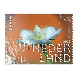 NEDERLAND DUIN EN KRUIDBERG BLOEM ++ D(A) 288