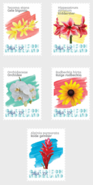 SABA 2020 BLOEMEN ++ M