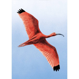 NEDERLANDSE VOGELS BIRDS BONAIRE  ++ D ( C)