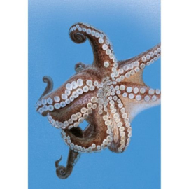 2024 BELEEF DE NATUUR BONAIRE ONDERWATER ++ C 126