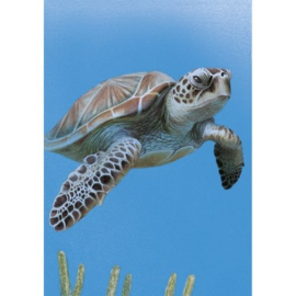 2024 BELEEF DE NATUUR BONAIRE ONDERWATER ++ C 126