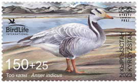 KIRGISTAN 2024 VOGELS GANS ++ M3 -52