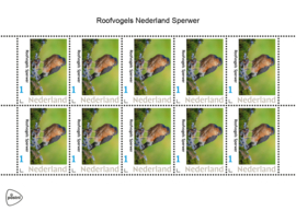 ROOFVOGELS NEDERLAND SPERWER ++ D ( C ) 030