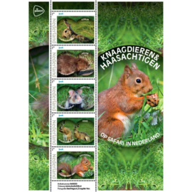 OP SAFARI IN NEDERLAND KNAAGDIEREN HAASACHTIGEN  ++ D(B) 208