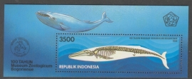 ZBL BLOK 113 WALVIS WHALE